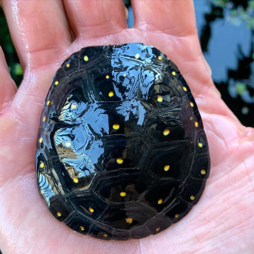 spotted turtles for sale should always be purchased over wild caught